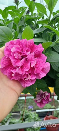 Петуния ампельная