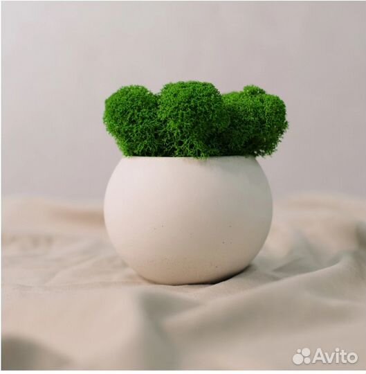 Интерьерные композиции из мха