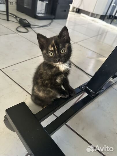 Кошечка в добрые руки приучены к лотку