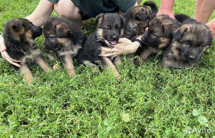Щенки немецкой овчарки