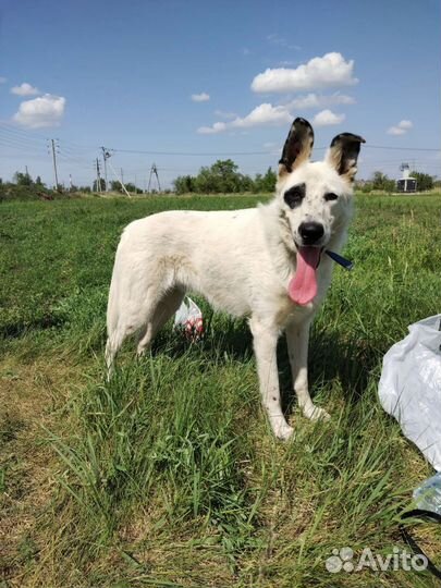 Собака в добрые руки