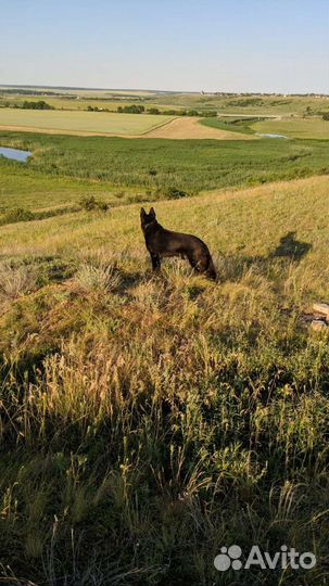 Вязка немецкая овчарка