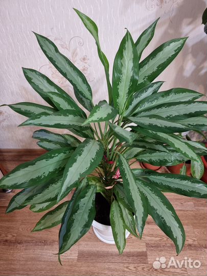 Комнатный цветок Аглаонема