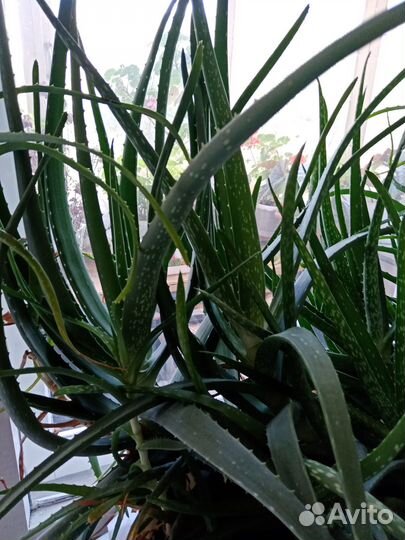 Лечебное растение Алое Вера