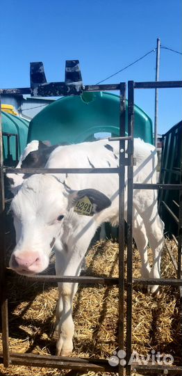 Телята бычки