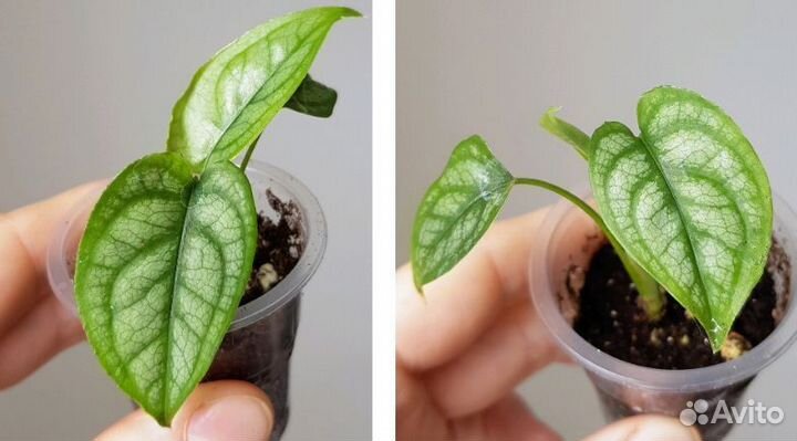 Монстера, сингониум и др