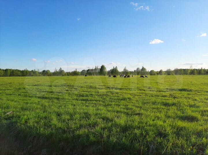 Участок 3,8 га (СНТ, ДНП)