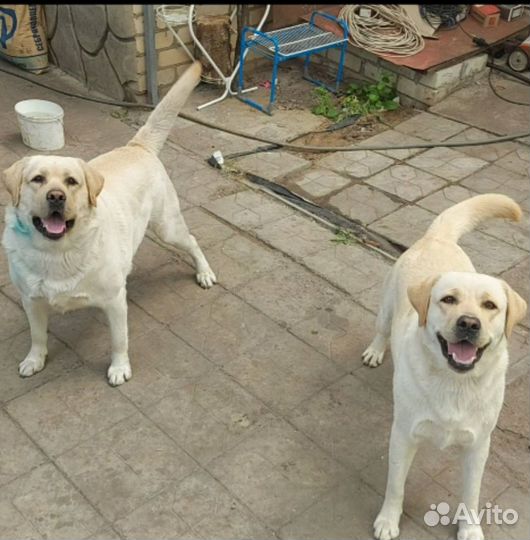 Щенки лабрадора