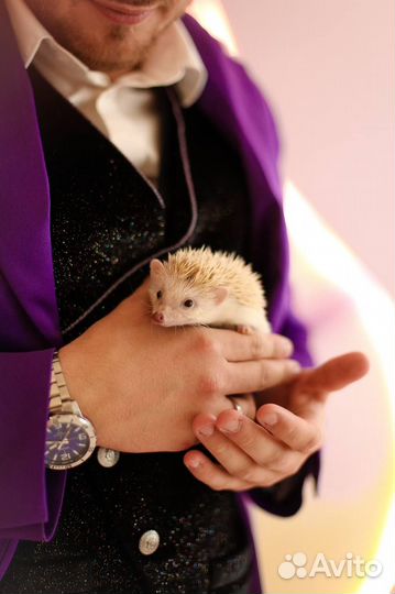 Аниматор Фокусник и зверюшки