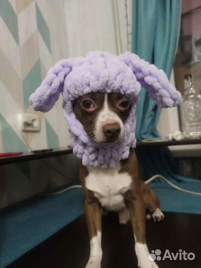 Шапочки для собачек