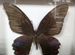 Коллекционная бабочка в рамке Papilio bianor