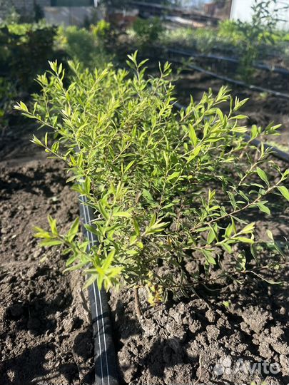 Спирея Грефшейм