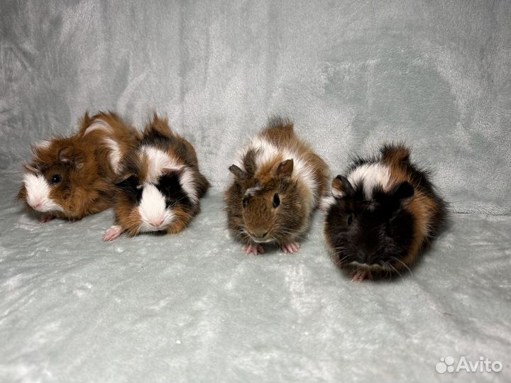 Морские свинки