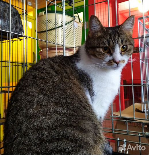 Кошка Пихта, 1.5 года (из приюта)