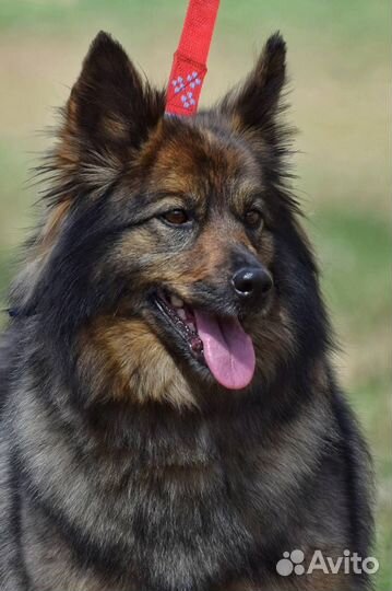 Собака, 5 лет