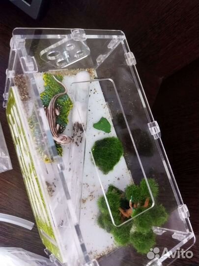 Муравьиная ферма с муравьями