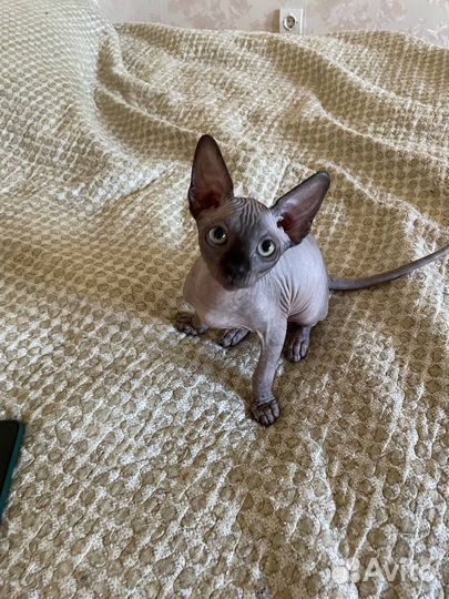 Канадский сфинкс