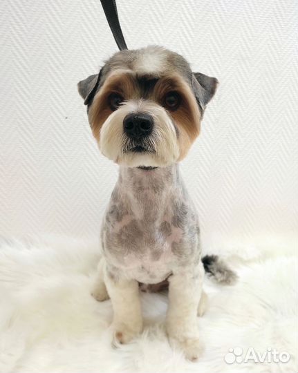 Стрижка собак, кошек. Курсы груминга. Обучение