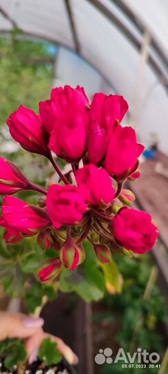 Пеларгонии сортовые