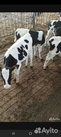 Бычки швицы