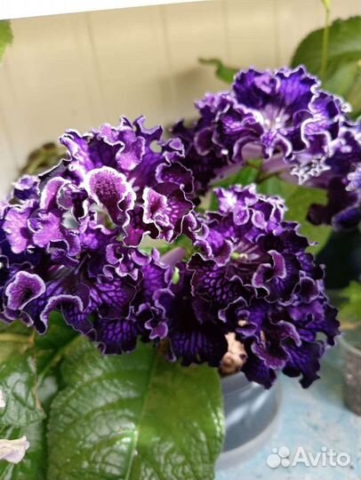 Стрептокарпусы детки и цветущие взрослые