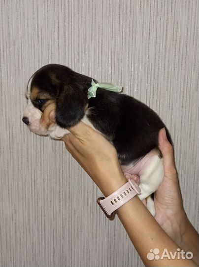 Щенки бигль