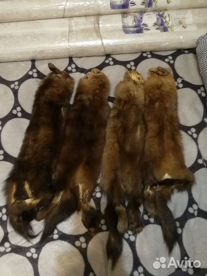 Шкурки соболя