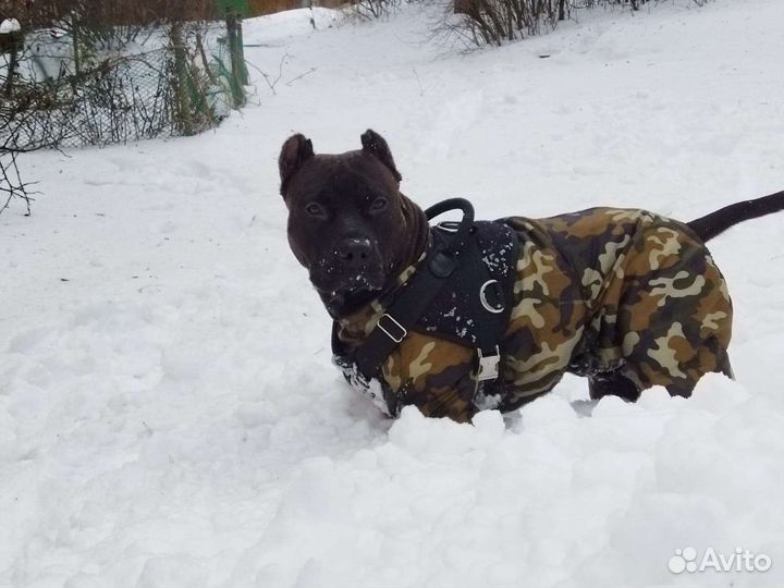 Американский питбультерьер на вязку. 30 кг