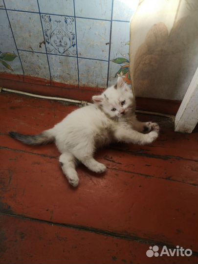 Дворовая