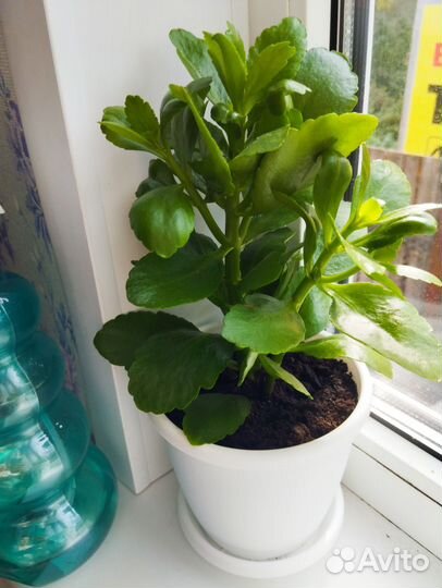 Каланхоэ цветущий