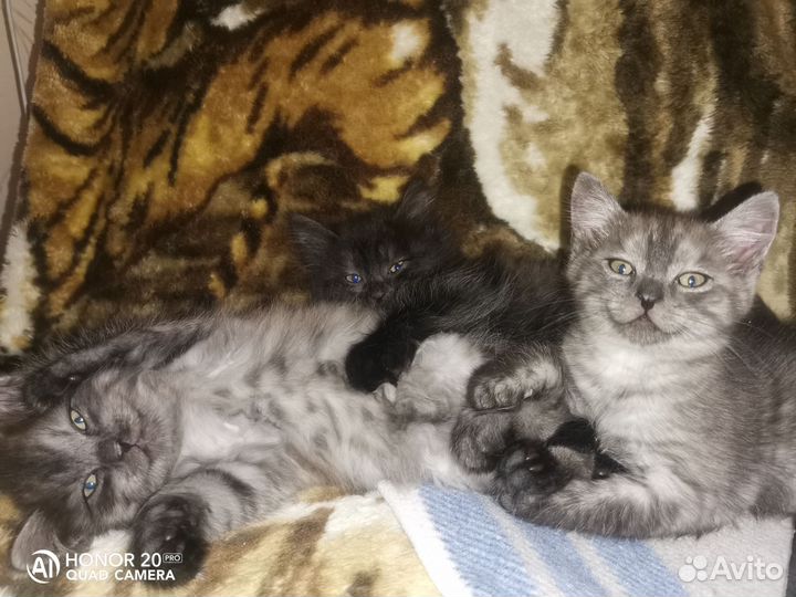 Девочки, родились 26.10.24