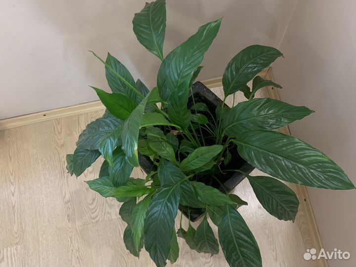 Спатифиллум