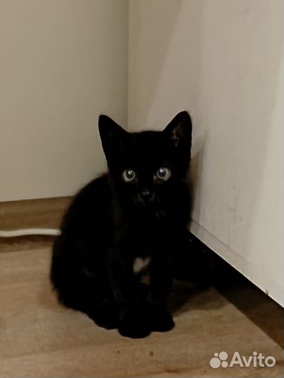 Котенок мальчик бесплатно