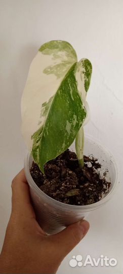 Монстера вариегатная Альба