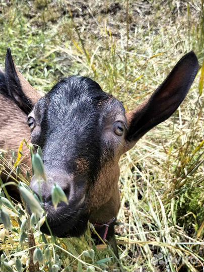 Чешские козы