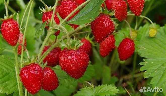 Земляника садовая рассада