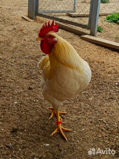 Петух молодой