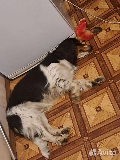 Передежка животных