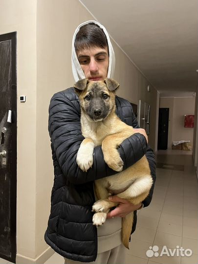 Собака в добрые руки отдам бесплатно