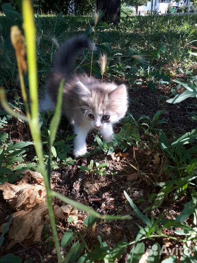 Котенок девочка в добрые руки