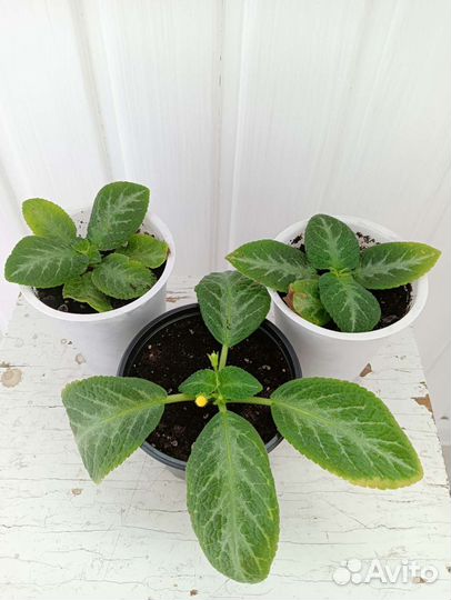 Эписция Диффенбахия