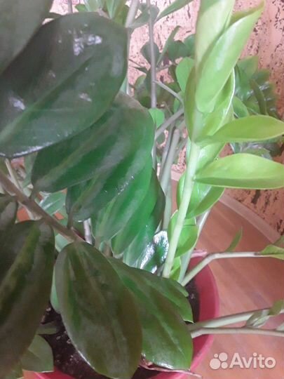 Замиокулькас большой цветущий