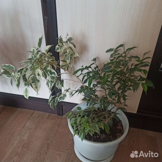 Комнатные цветы