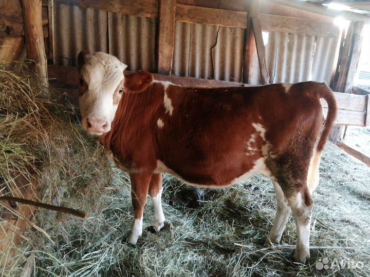 Телята симменталы