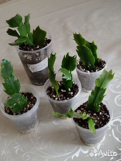 Декабрист белый