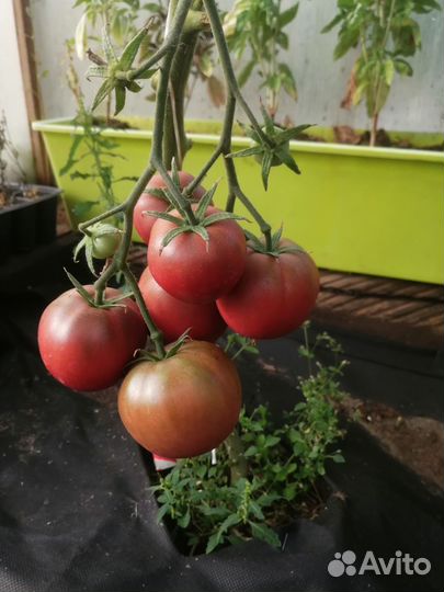 Семена коллекционных сортов томатов