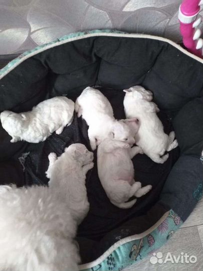 Белоснежные ангелочки- антидепрессанты