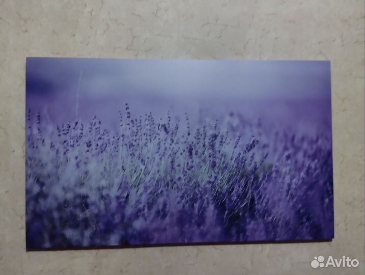 Большая картина Лаванда 60:100