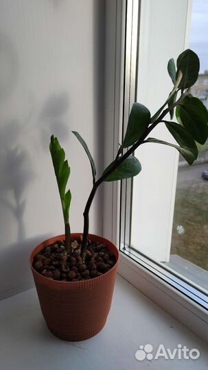 Замиокулькас