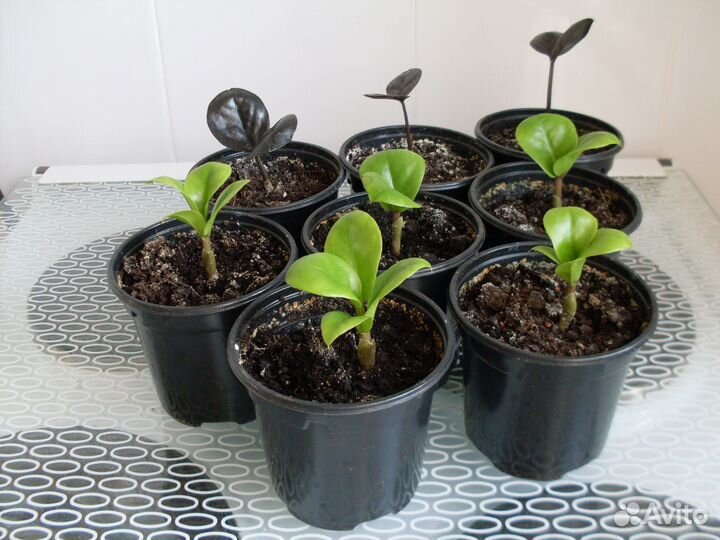 Детский садик